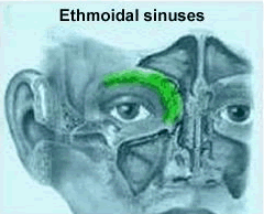 sinusurile frontale 